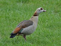 Nijlgans #46597 : Alopochen aegyptiaca, Nijlgans, Egyptian Goose