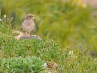 Ammomanes deserti 3, Woestijnleeuwerik, Saxifraga-Tom Heijnen