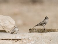 Ammomanes deserti 4, Woestijnleeuwerik, Saxifraga-Mark Zekhuis