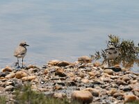 Anarhynchus alexandrinus 18, Strandplevier, Saxifraga-Dirk Hilbers