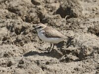 Anarhynchus alexandrinus 22, Strandplevier, Saxifraga-Henk Baptist