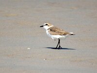 Anarhynchus alexandrinus 33, Strandplevier, Saxifraga-Bart Vastenhouw