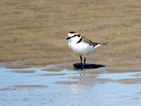 Anarhynchus alexandrinus 34, Strandplevier, Saxifraga-Bart Vastenhouw