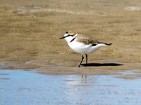 Anarhynchus alexandrinus 35, Strandplevier, Saxifraga-Bart Vastenhouw