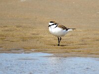 Anarhynchus alexandrinus 36, Strandplevier, Saxifraga-Bart Vastenhouw