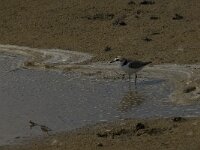 Anarhynchus alexandrinus 8, Strandplevier, Saxifraga-Jan van der Straaten