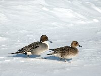 Anas acuta 13, pair, Pijlstaart, Saxifraga-Piet Munsterman