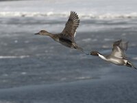 Anas acuta 14, pair, Pijlstaart, Saxifraga-Piet Munsterman