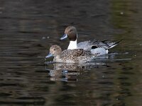 Anas acuta 17, Pijlstaart, Saxifraga-Luc Hoogenstein