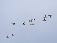 Anas acuta 18, Pijlstaart, Saxifraga-Mark Zekhuis