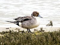 Anas acuta 23, Pijlstaart, Saxifraga-Bart Vastenhouw