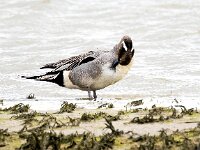 Anas acuta 27, Pijlstaart, Saxifraga-Bart Vastenhouw