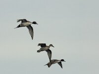 Anas acuta 3, Pijlstaart, Saxifraga-Piet Munsterman