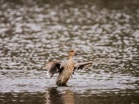 Anas acuta 30, Pijlstaart, adult female, Saxifraga-Theo Verstrael