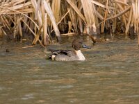 Pijlstaart  Pijlstaart in de Weibeek : Anas acuta