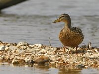 Anas platyrhynchos 105, Wilde eend, adult male, Saxifraga-Theo Verstrael