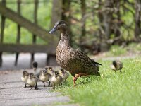 Anas platyrhynchos 114, Wilde eend, Saxifraga-Luc Hoogenstein : wilde eend