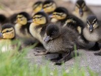 Anas platyrhynchos 116, Wilde eend, Saxifraga-Luc Hoogenstein : wilde eend