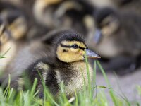 Anas platyrhynchos 118, Wilde eend, Saxifraga-Luc Hoogenstein : wilde eend