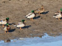 Anas platyrhynchos 119, Wilde eend, Saxifraga-Hans Grotenhuis