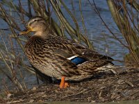 Wilde eend #02.2 : Anas platyrhynchos, Mallard, Wilde eend, female