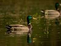 Anas platyrhynchos 123, Wilde eend, male, Saxifraga-Theo Verstrael