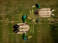 Anas platyrhynchos 124, Wilde eend, male, Saxifraga-Theo Verstrael