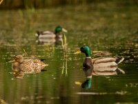 Anas platyrhynchos 125, Wilde eend, pair, Saxifraga-Theo Verstrael