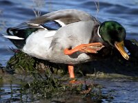 Anas platyrhynchos 14, male, Wilde eend, Saxifraga-Iztok Skornik