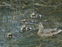 Wilde eend #16358 : Wilde eend, Anas platyrhynchos, Green-headed duck