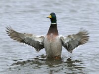 Anas platyrhynchos 24, male, Wilde eend, Saxifraga-Piet Munsterman