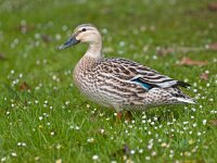 grey duck  The grey duck is a native bird of New Zealand : anas, animal, bird, daisy, duck, feather, feathered, fowl, grass, green, grey, habitat, mallard, native, natural, nature, new zealand, platyrhynchos, spring, superciliosa, waikaremoana, water fowl, wild, wildlife