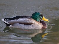 Anas platyrhynchos 28, Wilde eend, Saxifraga-Bart Vastenhouw