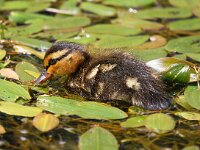 Anas platyrhynchos 29, Wilde eend, Saxifraga-Bart Vastenhouw