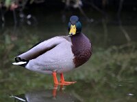 Anas platyrhynchos 31, Wilde eend, Saxifraga-Bart Vastenhouw