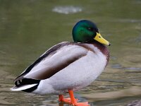 Anas platyrhynchos 33, Wilde eend, Saxifraga-Bart Vastenhouw