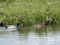 Anas platyrhynchos 36, Wilde eend, Saxifraga-Willem van Kruijsbergen