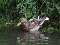 Anas platyrhynchos 37, Wilde eend, Saxifraga-Henk Sierdsema