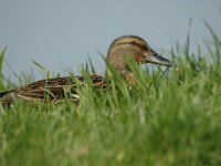 Anas platyrhynchos 4, Wilde eend, female, Saxifraga-Jan van der Straaten
