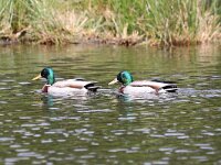 Anas platyrhynchos 40, Wilde eend, Saxifraga-Henk Baptist