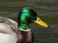 Anas platyrhynchos 44, Wilde eend, Saxifraga-Bart Vastenhouw