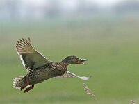 Anas platyrhynchos 5, Wilde eend, Saxifraga-Piet Munsterman