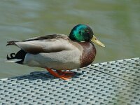 Anas platyrhynchos 6, male, Wilde eend, Saxifraga-Jan van der Straaten