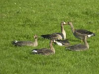 Anser albifrons 10, Kolgans, Saxifraga-Jan van der Straaten