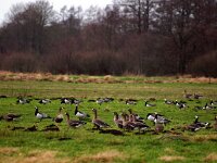 Anser albifrons 12, Kolgans, Saxifraga-Hans Dekker