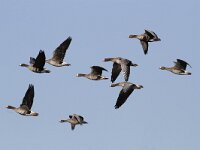 Anser albifrons 13, Kolgans, Saxifraga-Harry van Oosterhout