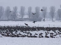 Anser albifrons 15, Kolgans, Saxifraga-Mark Zekhuis