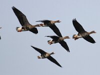 Anser albifrons 19, Kolgans, Saxifraga-Bart Vastenhouw