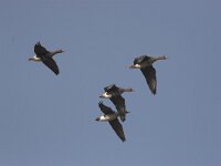 Anser albifrons 2, Kolgans, Saxifraga-Luc Hoogenstein