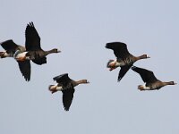 Anser albifrons 20, Kolgans, Saxifraga-Bart Vastenhouw